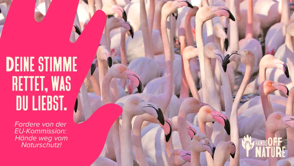 Kampagne HandsOffNature mit Flamingos und Aufschrift auf einer grafischen Handfläche "Deine Stimme rettet, was du liebst"